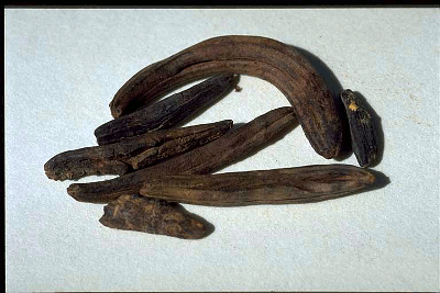 SECALE CORNUTUM